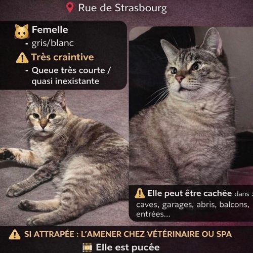 #FR2602289 - Cristal, chat perdu à Thionville - AnimalWeb France