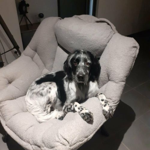 #FR2602291- Tobby, chien perdu à Nîmes - AnimalWeb France