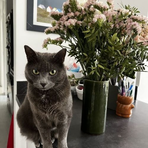 #FR2602292 - Suki, chat perdu à JVerrières-le-Buisson - AnimalWeb Fran