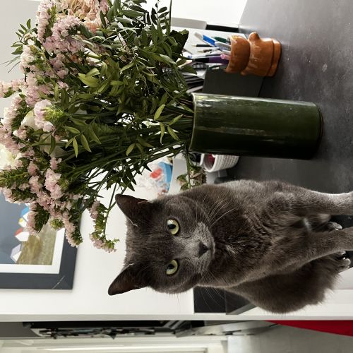 Chat perdu - Verrières le Buisson (91) ou communes proches