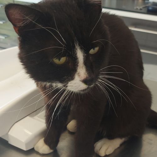 #FR2602293- Pépito, chat perdu à Hasnon - AnimalWeb France