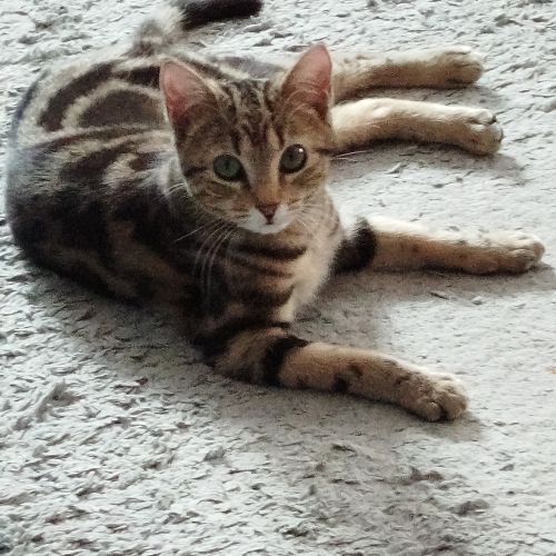 #FR2602294 - Daisy, chat perdu à Millau - AnimalWeb France