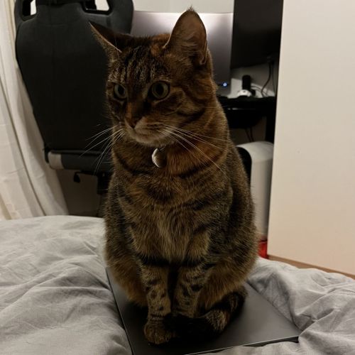 Notre Guilis est perdue !