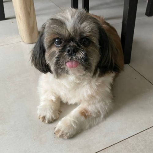 #FR2602296 - Draco, chien perdu à Bonneuil - AnimalWeb France