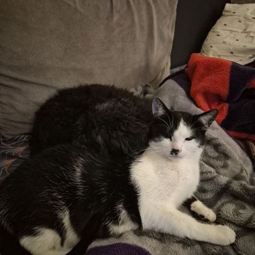 #FR2602297 - Ferdinand, chat perdu à Château-Gontier - AnimalWeb Franc