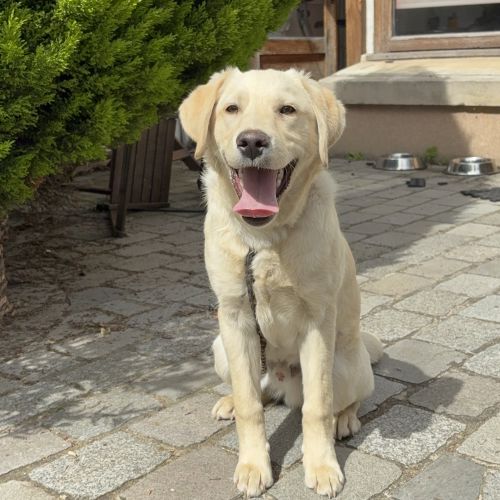 #FR2602298 - Boss, chien perdu à Vitry-sur-Seine - AnimalWeb France