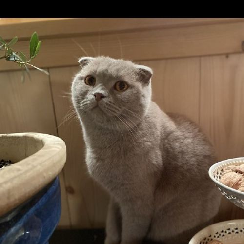 #FR210023 - Chat Perdu