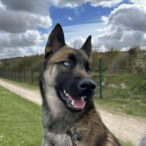 #FR2602300 - Aros, chien perdu à Valognes - AnimalWeb France