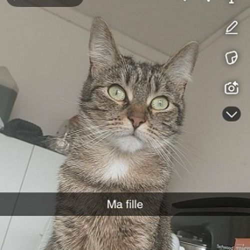 #FR2602301 - Maafi, chat perdu à Dugny - AnimalWeb France