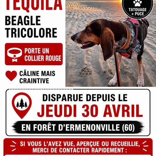 #FR2602302 - Tequila, chien perdu à Fontaine-Chaalis - AnimalWeb Franc