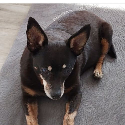 #FR2602303 - Sushie, chien  perdu à Hasnon - AnimalWeb France