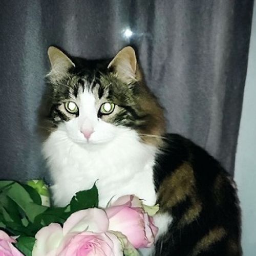 #FR2602305 - Sushi, chat perdu à Béziers - AnimalWeb France