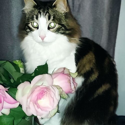 Chat perdu BÉZIERS