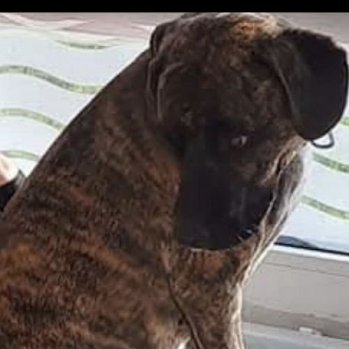 #FR2602306 - Toÿna, chien  perdu à Wasquehal - AnimalWeb France