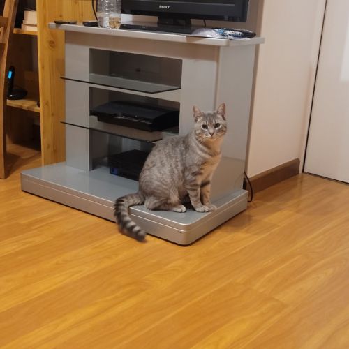#FR2602300 - Filou, chat perdu à Martinvast - AnimalWeb France