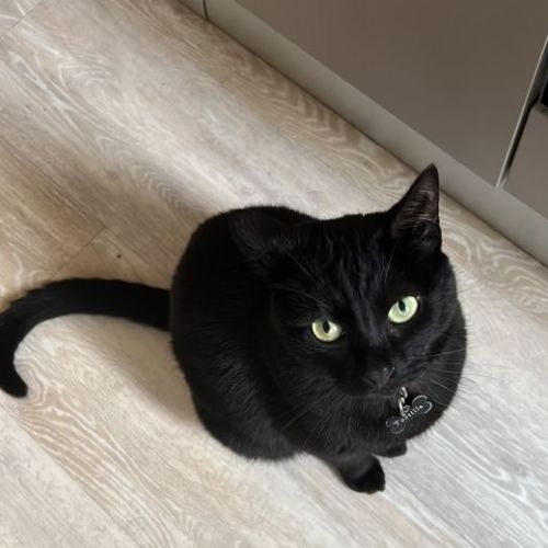 #FR2602308 - Tortilla, chat perdu à Clermont-Ferrand - AnimalWeb Franc