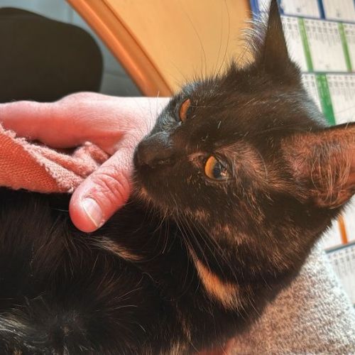 #FR2602310 - Amy, chat perdu à Grenand - AnimalWeb France