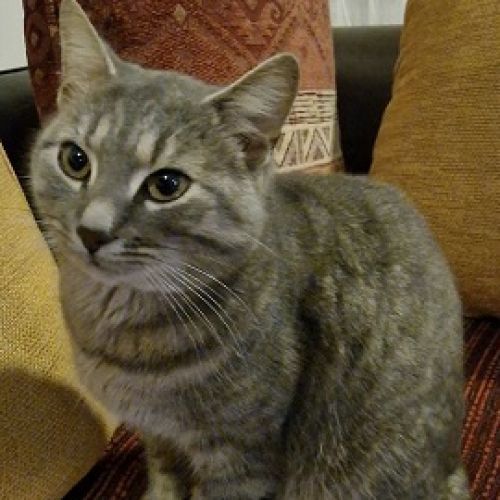 #FR2602314 - Mimoune, chat perdu à Ceaucé - AnimalWeb France #FR2602314 - Mimoune, chat perdu à Ceaucé - AnimalWeb France
