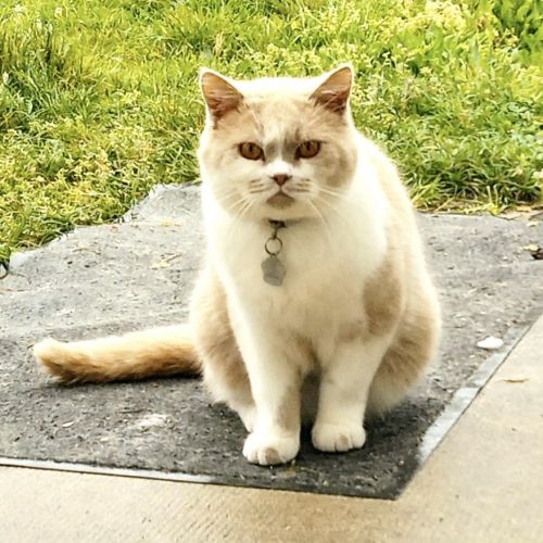 Chat perdu à Buglose Chat perdu à Buglose