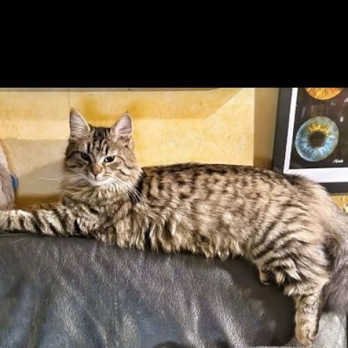 #FR2602317 - Malaga, chat perdu à Les Mureaux - AnimalWeb France