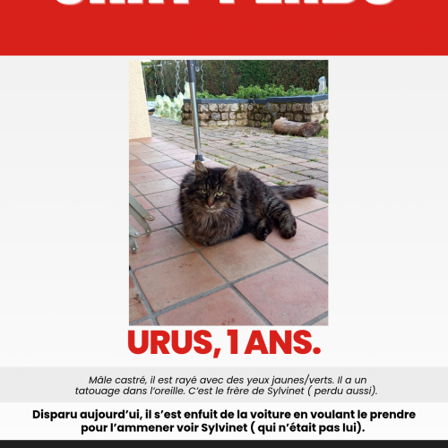 2 ème chat perdu.