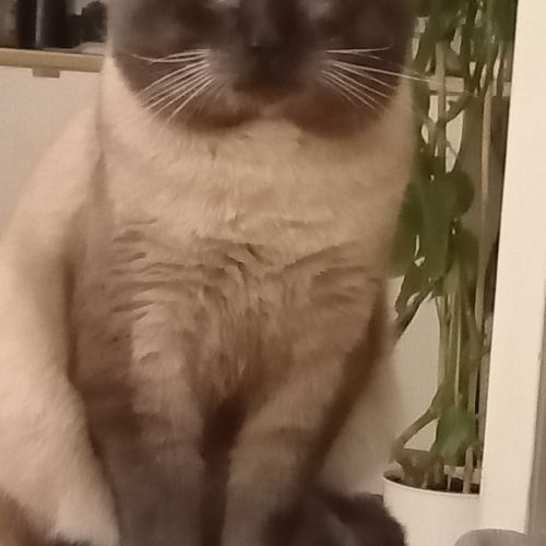 Chat siamois gris perdu au parc malbosc