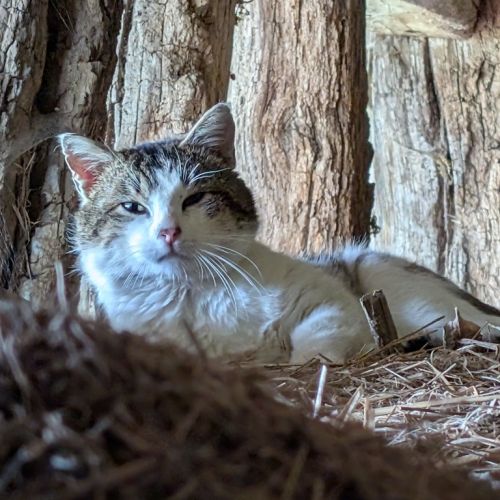 chat trouvé