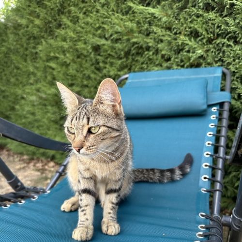 #FR2602323 - Vanille, chat perdu à La Trimouille - AnimalWeb France