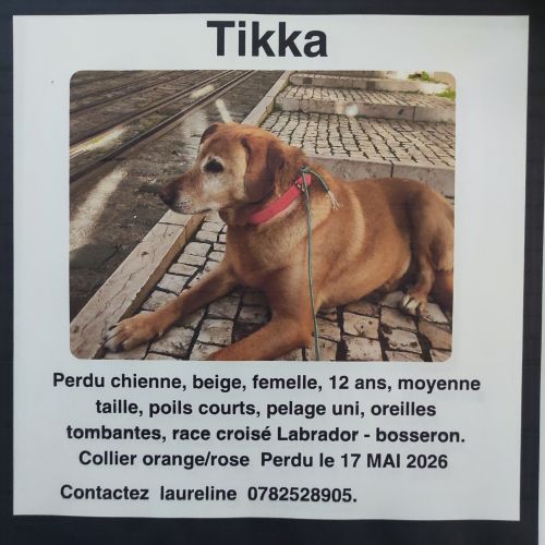 tikka, type labrador, perdue vers ponsonnas tikka, type labrador, perdue vers ponsonnas