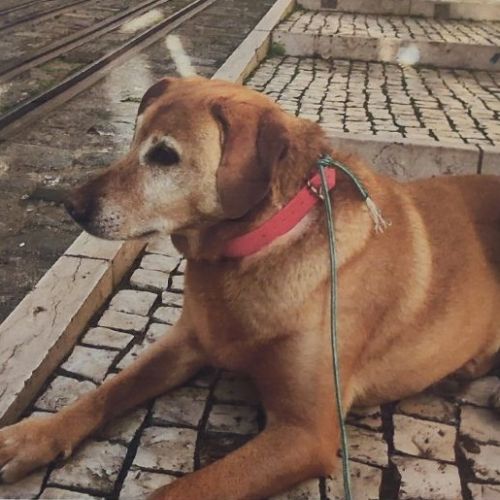 #FR2602324 - Tikka, chien perdu à Ponsonnas - AnimalWeb France