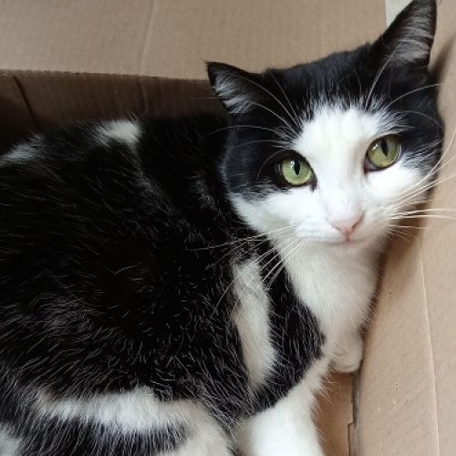 #FR2602325 - Pichoucat, chat perdu à Andelot-Blancheville - AnimalWeb 