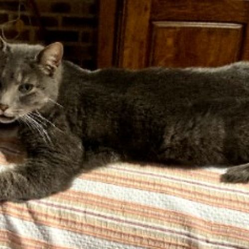 PERDU/CHATTE GRISE/CAYROLS (15)