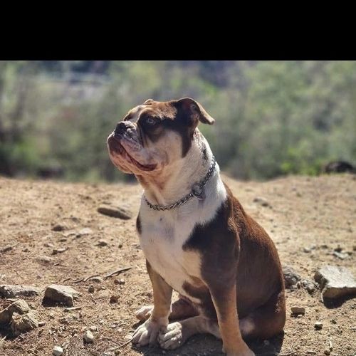 #FR2602328 - Queenie, chien perdu à Carcès - AnimalWeb France