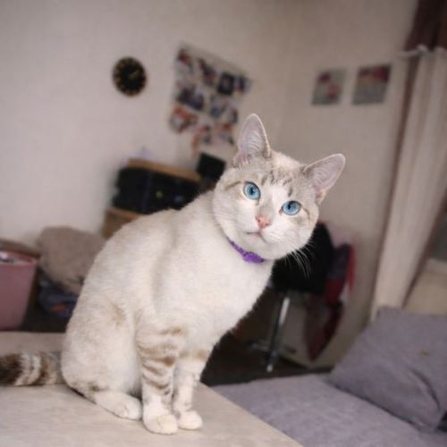 #FR2602329 - Guizmo, chat perdu à Saint-Jean-de-Liversay - AnimalWeb F #FR2602329 - Guizmo, chat perdu à Saint-Jean-de-Liversay - AnimalWeb F