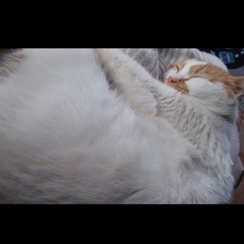#FR2602332 - Fergus, chat perdu à Gages - AnimalWeb France #FR2602332 - Fergus, chat perdu à Gages - AnimalWeb France
