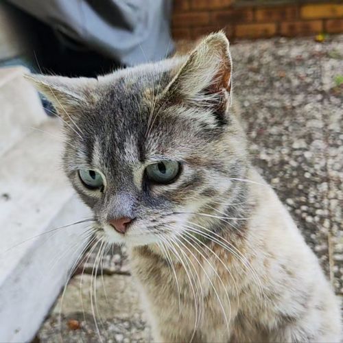 Chatte trouvée Chatte trouvée