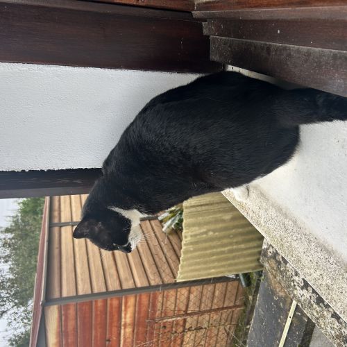 Chat perdu