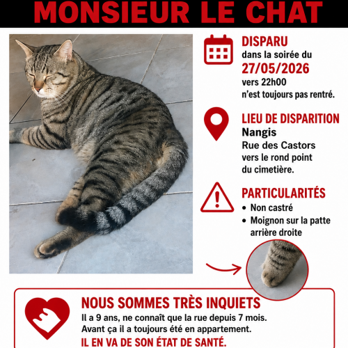#FR2602340 - Monsieur le chat, chat perdu à Nangis - AnimalWeb France #FR2602340 - Monsieur le chat, chat perdu à Nangis - AnimalWeb France