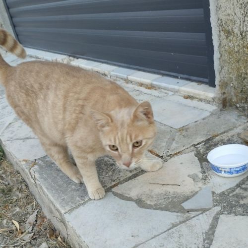 #FR2602341 - Chat trouvé à Saint Apollinaire - AnimalWeb France #FR2602341 - Chat trouvé à Saint Apollinaire - AnimalWeb France