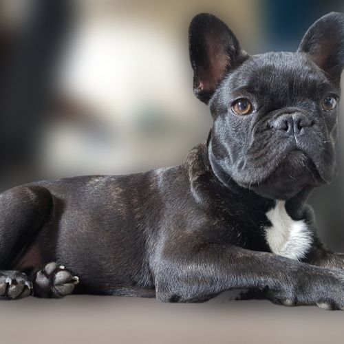 #FR2602343 - Butcher, chien perdu à Saint-Sornin-la-Marche - AnimalWeb