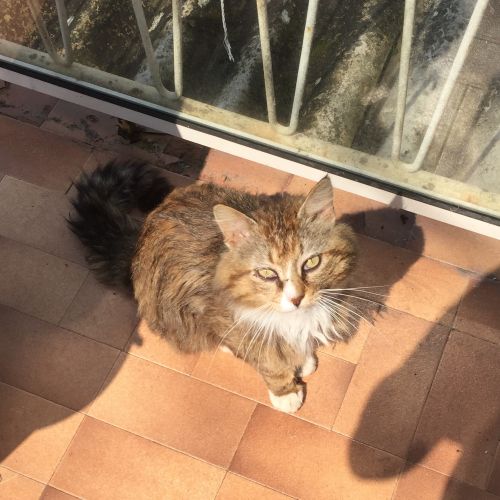 CHAT PERDU – SAINTES (17)