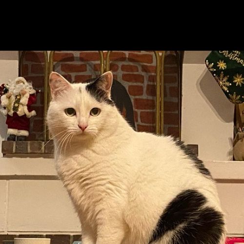#FR2602349 - Jipeg, chat perdu à Etampes - AnimalWeb France