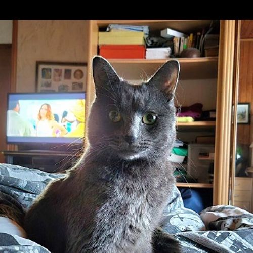 #FR2602351 - Willy, chat perdu à Beauchamp - AnimalWeb France