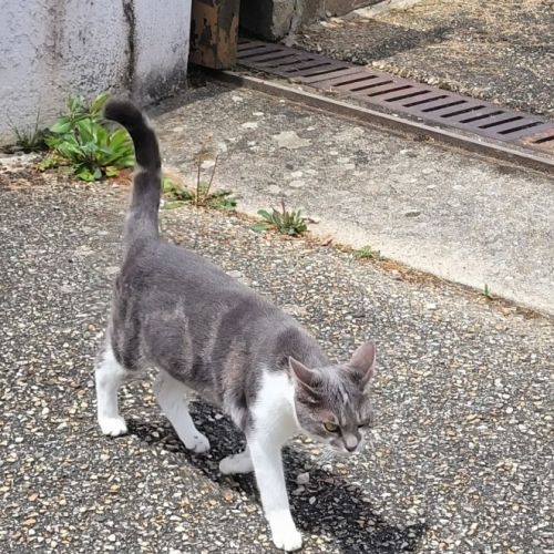 Perdue chatte à Polliat Perdue chatte à Polliat