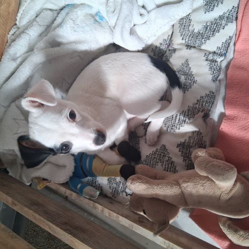 Chien perdu