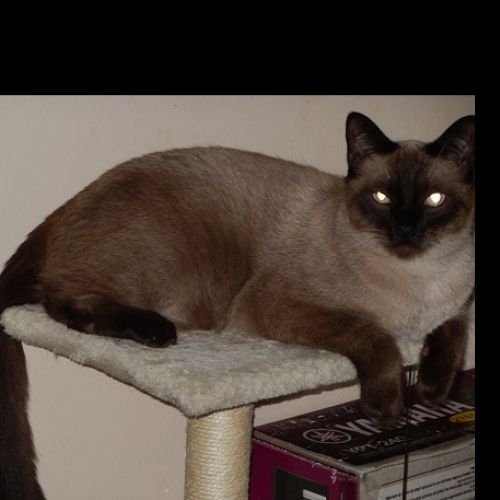 #FR2602355 - Hèrmes, chat perdu à Alixan - AnimalWeb France