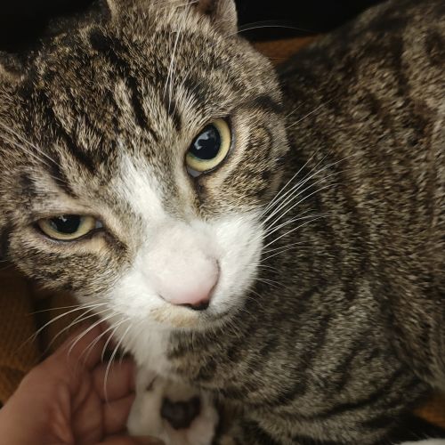 Trouvé : chat blanc et gris tigré