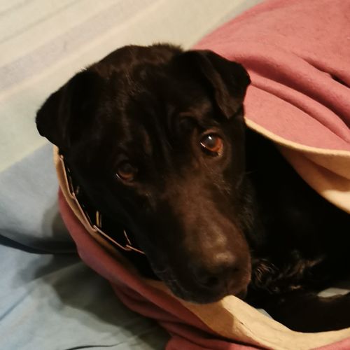 #FR210237 - Chien Perdu #FR210237 - Chien Perdu