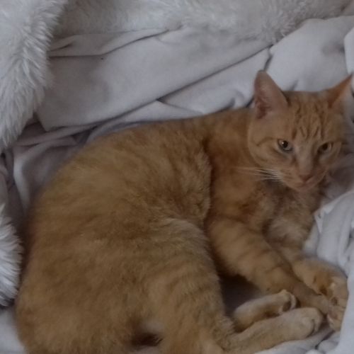 #FR210238 - Chat Perdu #FR210238 - Chat Perdu