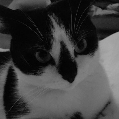 #FR210240 - Chat Perdu #FR210240 - Chat Perdu